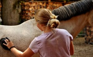 Read more about the article Diese Utensilien gehören zur Pferdepflege unbedingt dazu